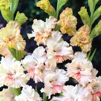 Гладиолус гофрированный Криспи Раффл