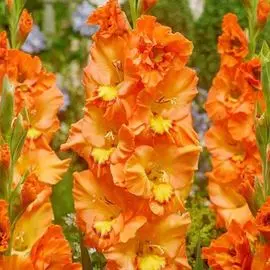 Гладиолус гофрированный Принцесс Раффл