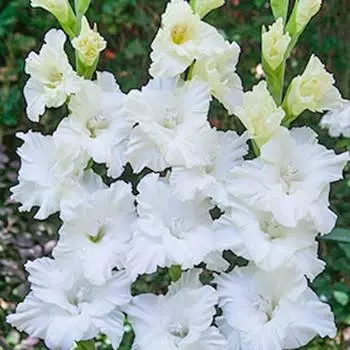 Гладиолус гофрированный Сноу Фриззл