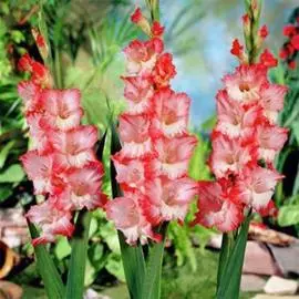 Гладиолус крупноцветковый Пинк Леди