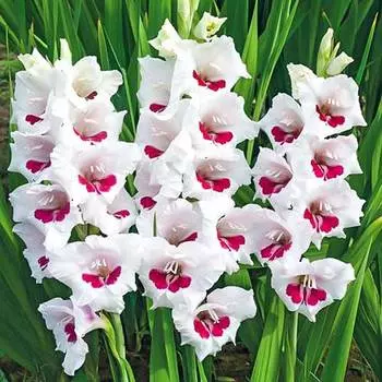 Гладиолус крупноцветковый Аякс