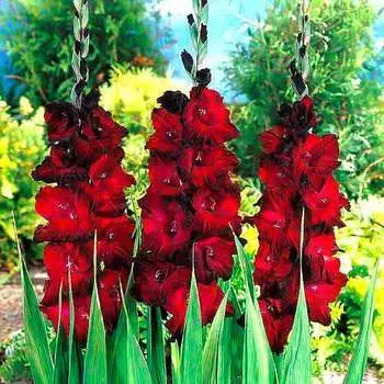 Гладиолус крупноцветковый Блэк Джек