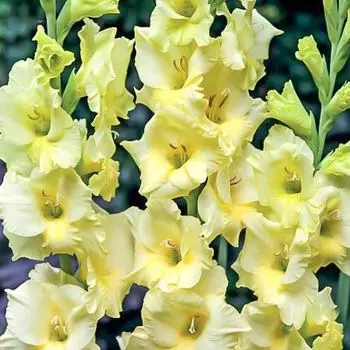 Гладиолус крупноцветковый Деббиэнн