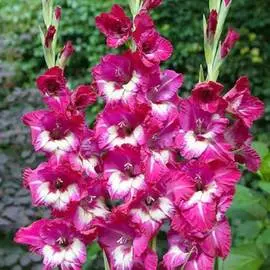 Гладиолус крупноцветковый Джо Джо