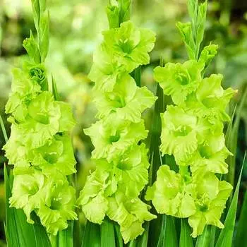 Гладиолус крупноцветковый Грин Стар