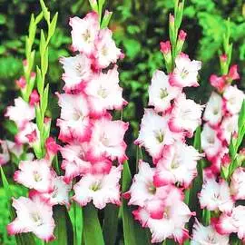 Гладиолус крупноцветковый Хеопс