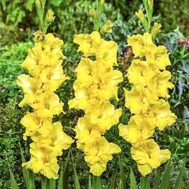 Гладиолус крупноцветковый Лимончелло