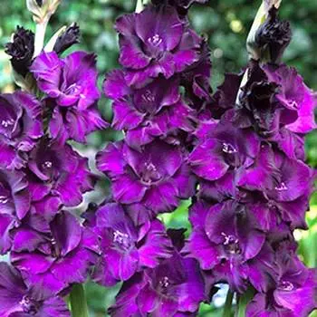 Гладиолус крупноцветковый Момбаса