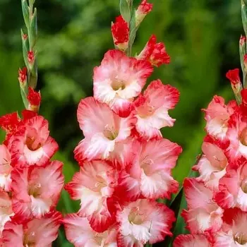 Гладиолус крупноцветковый Пинк Леди