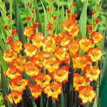 Гладиолус крупноцветковый Принцесс Маргарет Роуз