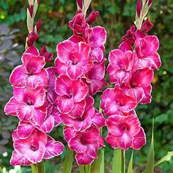Гладиолус крупноцветковый Раста Принт