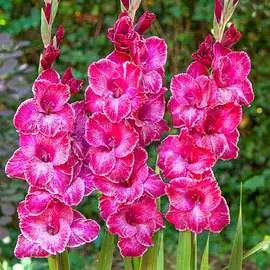 Гладиолус крупноцветковый Раста Принт