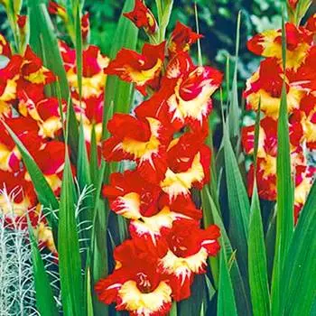 Гладиолус крупноцветковый Стерео