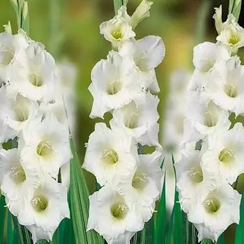Гладиолус крупноцветковый Вайт Френдшип