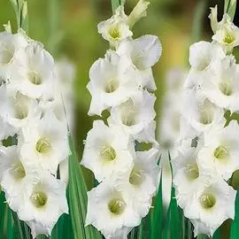 Гладиолус крупноцветковый Вайт Френдшип