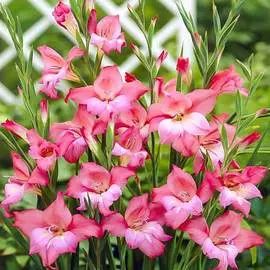 Гладиолус мини Шарм