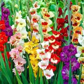 Гладиолусы крупноцветковые Гарден Вельвет, микс