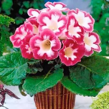 Глоксиния Бланш де Меру