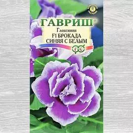 Глоксиния Брокада синяя с белым F1