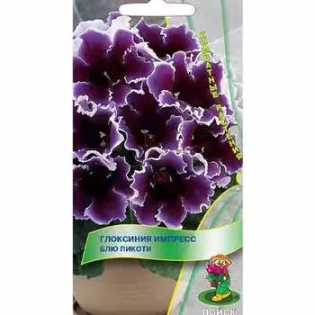 Глоксиния Импресс Блю Пикоти Поиск
