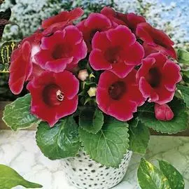 Глоксиния Этойле де Фью