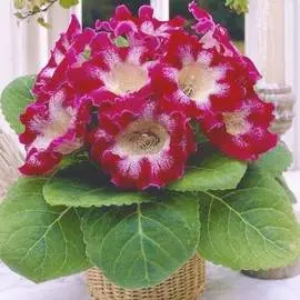 Глоксиния Тигрина Ред