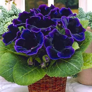 Глоксиния Виолацея