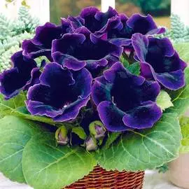 Глоксиния Виолацея