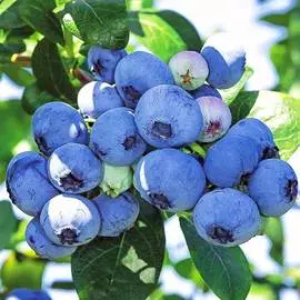 Голубика Блюкроп