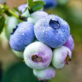 Голубика Чандлер