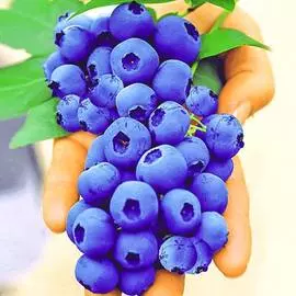 Голубика Гигант Блю