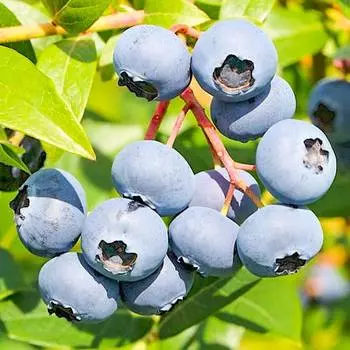 Голубика Эрли Блю