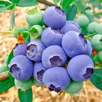 Голубика Норд Блю