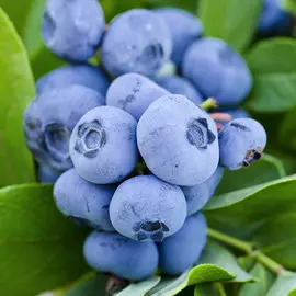 Голубика Спартан