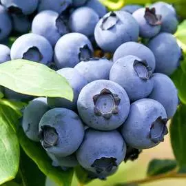 Голубика Норд Кантри