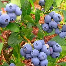 Голубика Торо