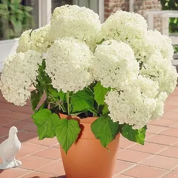 Гортензия древовидная Анабель