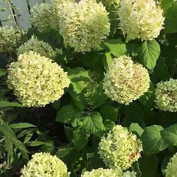 Гортензия древовидная Голден Анабель