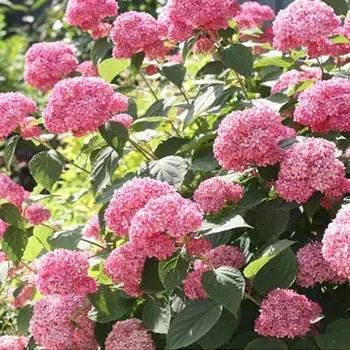 Гортензия древовидная Пинк Анабель