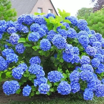 Гортензия крупнолистная Голубая лагуна