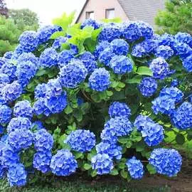 Гортензия крупнолистная Голубая лагуна
