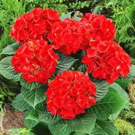 Гортензия крупнолистная Огненная красота