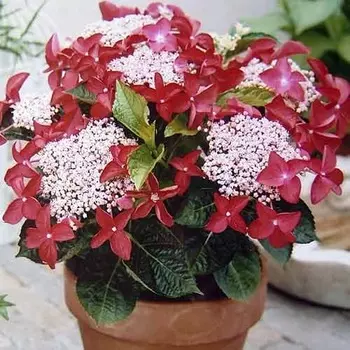 Гортензия крупнолистная Роткелхен