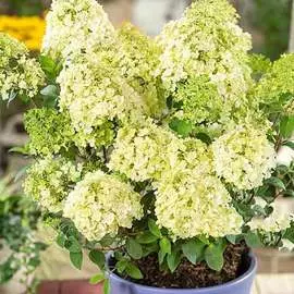 Георгина Алана Клер Обскур