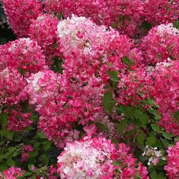Гортензия метельчатая Даймонд Руж