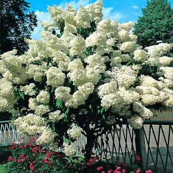 Гортензия метельчатая Гранди Флора