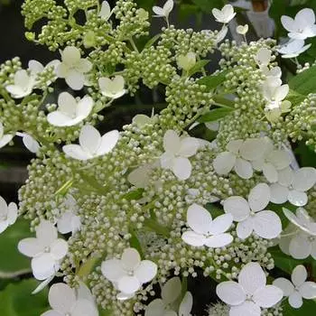 Гортензия метельчатая Гринспайр