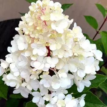 Гортензия метельчатая Харис Сувенир