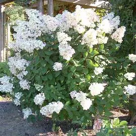 Канна Бриллиант