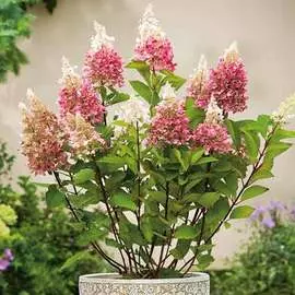 Георгина бахромчатая (далия) Кенора Макоп